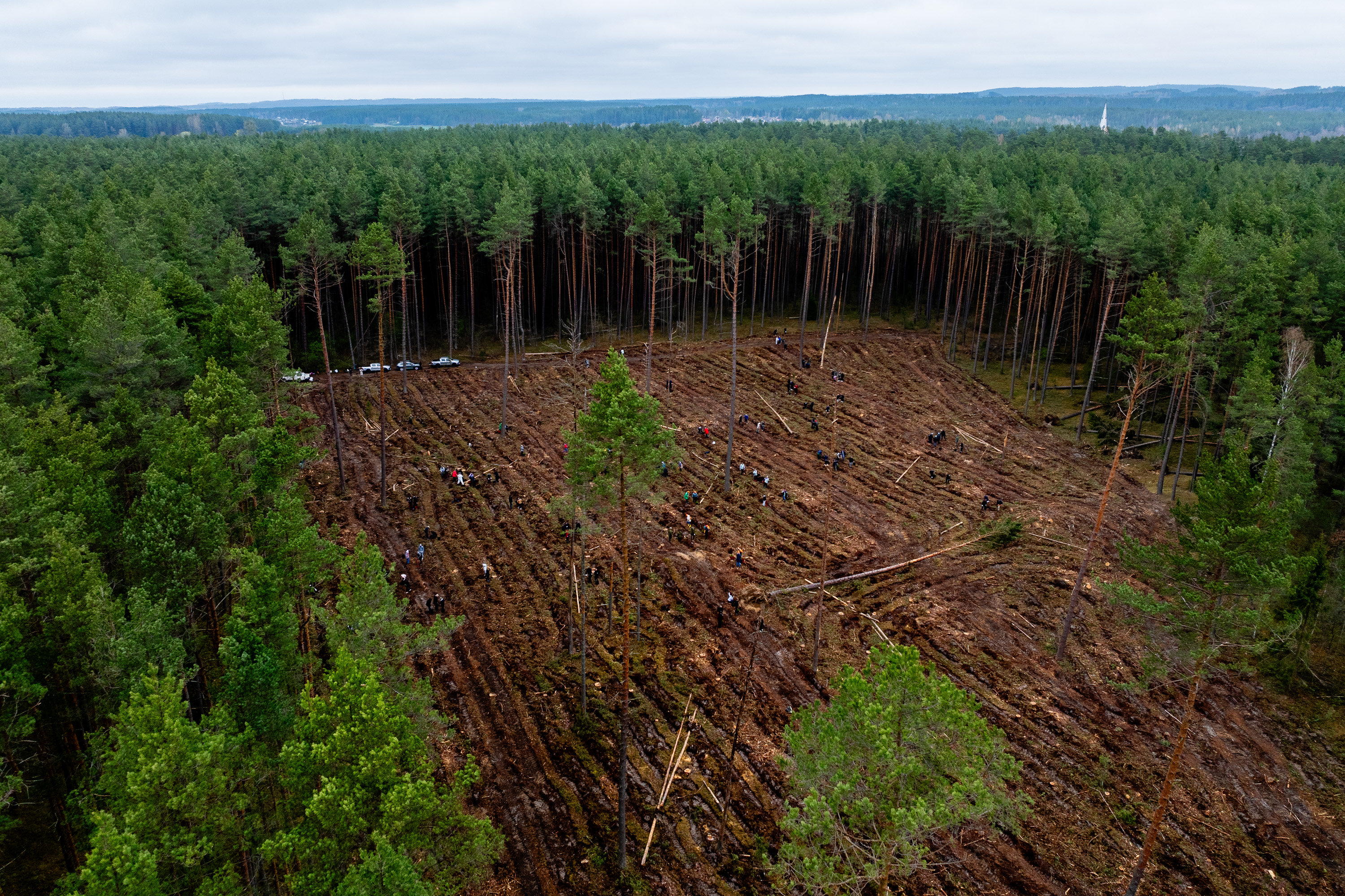 Vertingiausi Lietuvos miškai – pavojuje: valdžia jau turi sprendimą, ką konkrečiai keisti
