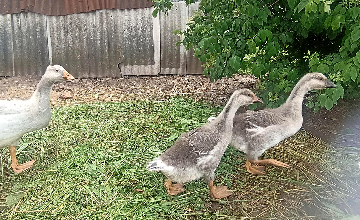 Kėp žųsys išgyda deprėsijų