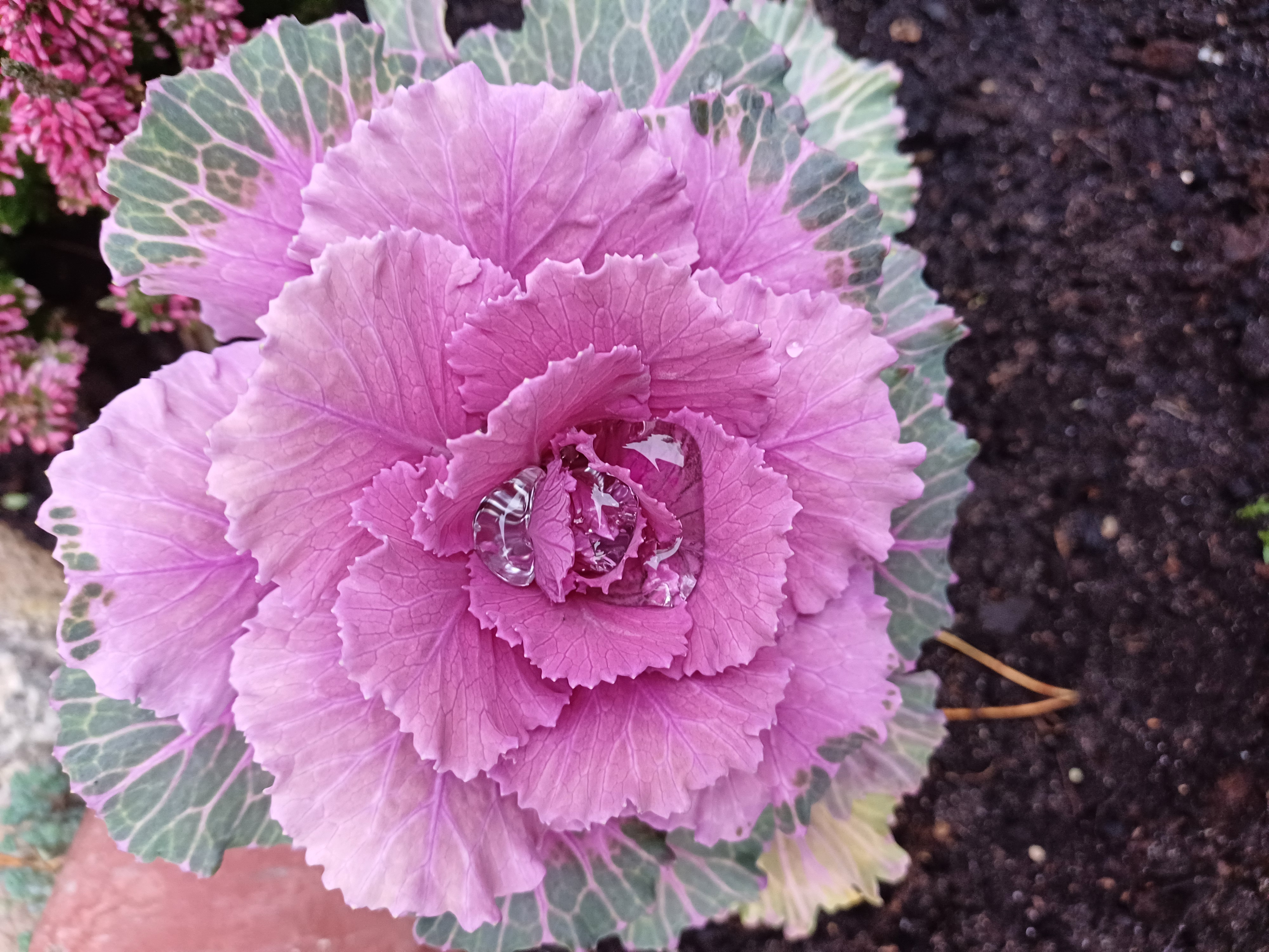 Šios žiemos gamtos stebuklai